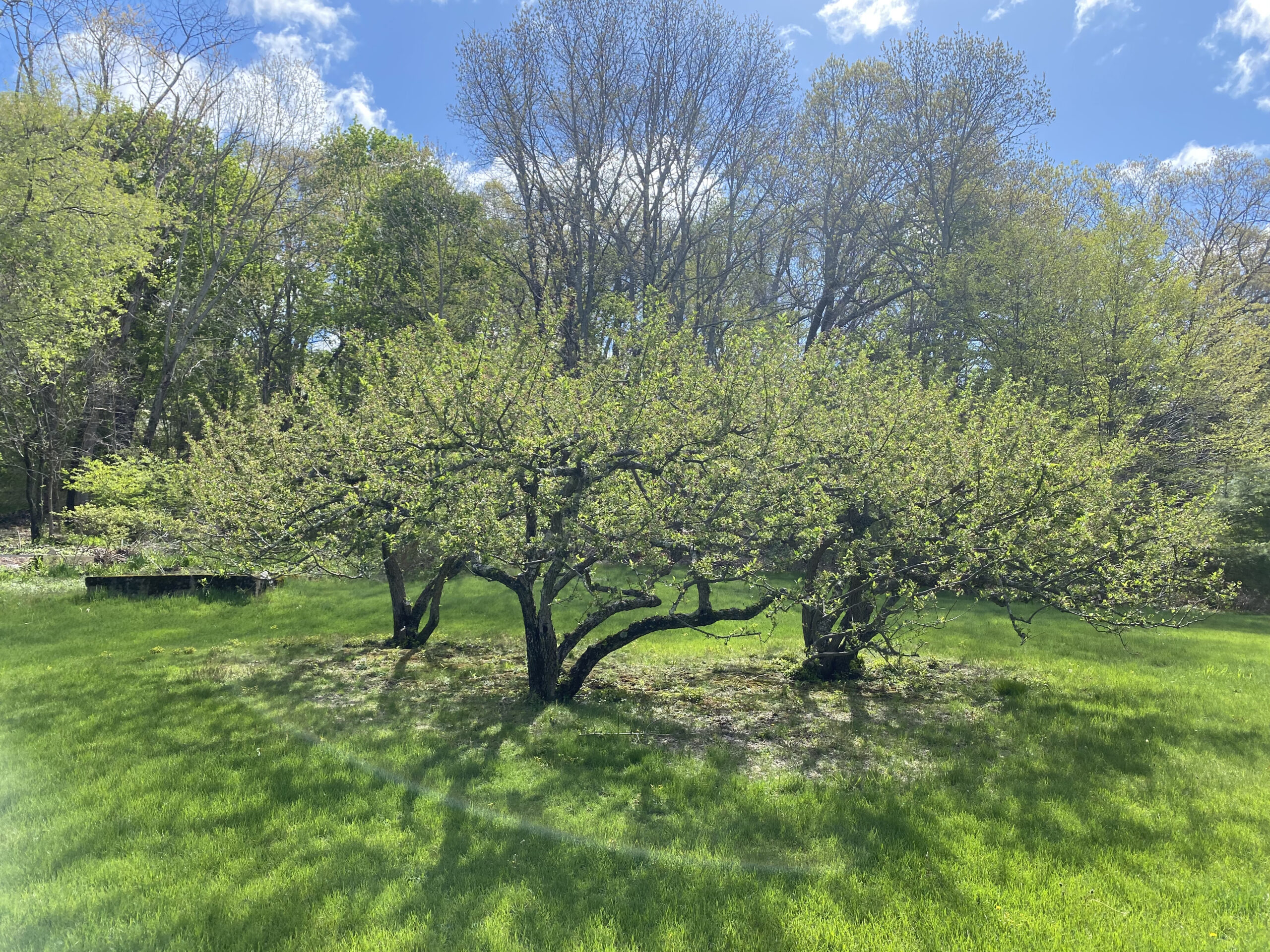 Pruned Apple Trees in Leaf